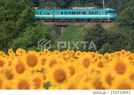 ヒマワリと通勤列車 ヒマワリと通勤列車 133710691