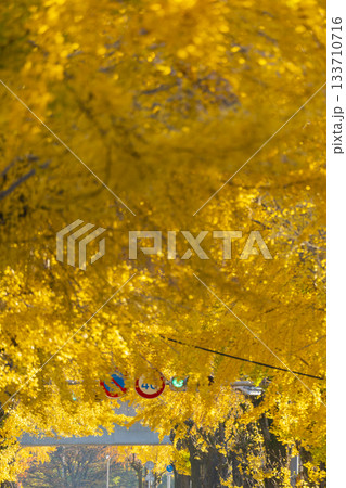 天理市の銀杏並木(奈良県天理市) 天理市の銀杏並木(奈良県天理市) 133710716