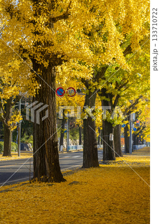 天理市の銀杏並木(奈良県天理市) 天理市の銀杏並木(奈良県天理市) 133710722