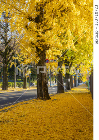 天理市の銀杏並木(奈良県天理市) 天理市の銀杏並木(奈良県天理市) 133710723