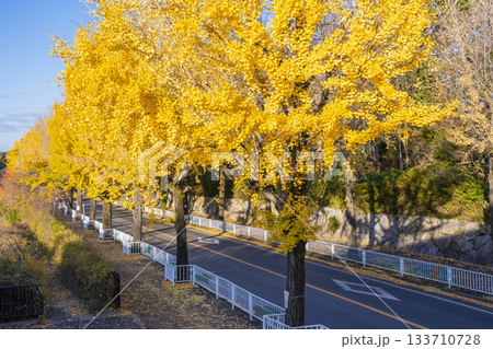 天理市の銀杏並木（奈良県天理市） 133710728