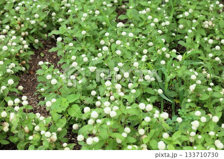 群生　シロツメクサの花 133710730