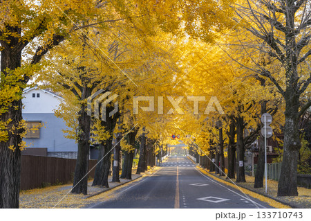 天理市の銀杏並木（奈良県天理市） 133710743