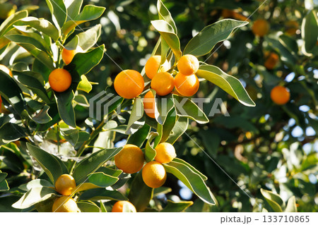 青空に映える、キンカンの実 133710865