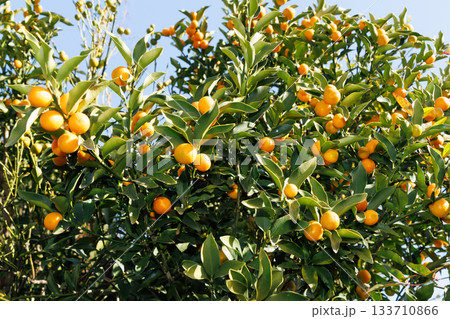 青空に映える、キンカンの実 133710866