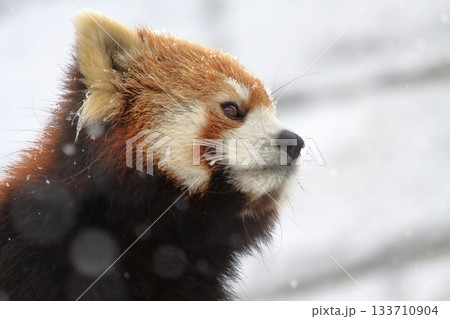 円山動物園のアライグマ 133710904