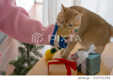 winter holiday and cat concept with british cat wear silk scarf and play with pine and christmas tree decorate and gift box background 133711268
