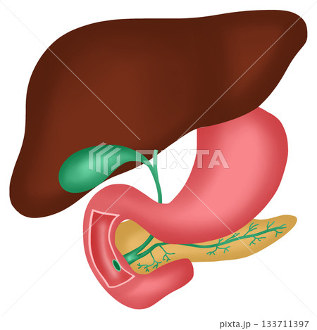 hand drawn watercolor illustration of anatomy of Liver, Gallbladder, Pancreas, and Duodenum hand drawn watercolor illustration of anatomy of Liver, Gallbladder, Pancreas, and Duodenum 133711397