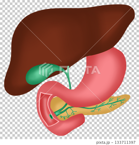 hand drawn watercolor illustration of anatomy of Liver, Gallbladder, Pancreas, and Duodenum hand drawn watercolor illustration of anatomy of Liver, Gallbladder, Pancreas, and Duodenum 133711397