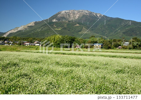 伊吹山と白い花の咲くそば畑1 伊吹山と白い花の咲くそば畑1 133711477