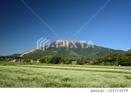 伊吹山と白い花の咲くそば畑3 伊吹山と白い花の咲くそば畑3 133711479