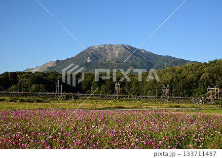 伊吹山と満開のコスモス畑3 133711487