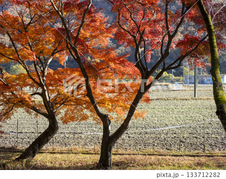 オレンジ色に輝く猪名川町の紅葉 オレンジ色に輝く猪名川町の紅葉 133712282
