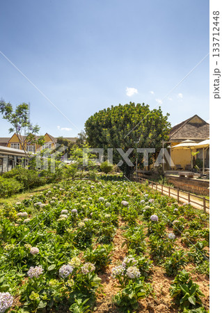 Horticulture around Dalat Train Station in Vietnam 133712448