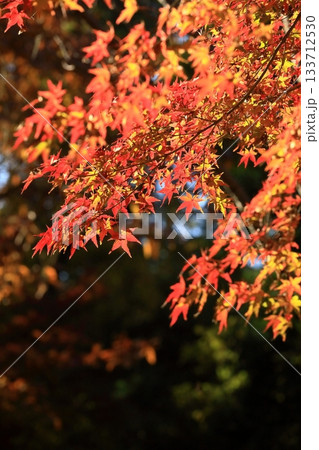 日本の綺麗な紅葉 133712530