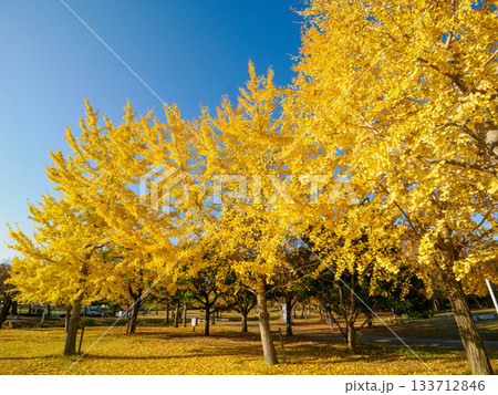 樹木が色づく芦屋市総合公園ミラタップパークの秋 樹木が色づく芦屋市総合公園ミラタップパークの秋 133712846