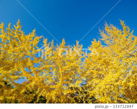樹木が色づく芦屋市総合公園ミラタップパークの秋 樹木が色づく芦屋市総合公園ミラタップパークの秋 133712847