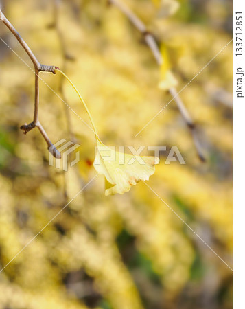 樹木が色づく芦屋市総合公園ミラタップパークの秋 133712851