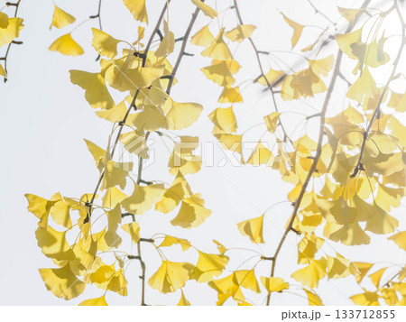 樹木が色づく芦屋市総合公園ミラタップパークの秋 133712855