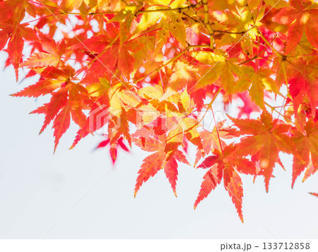 樹木が色づく芦屋市総合公園ミラタップパークの秋 133712858