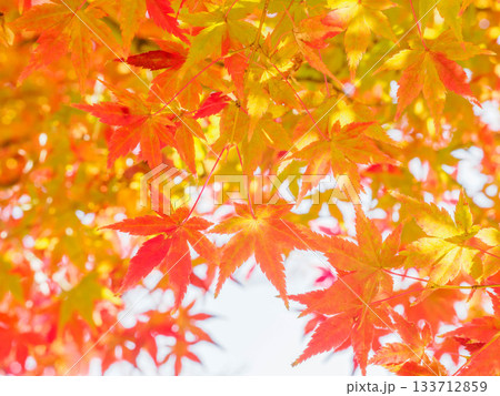 樹木が色づく芦屋市総合公園ミラタップパークの秋 樹木が色づく芦屋市総合公園ミラタップパークの秋 133712859