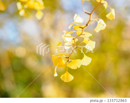 樹木が色づく芦屋市総合公園ミラタップパークの秋 133712863