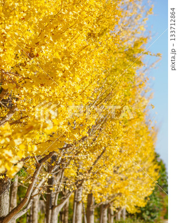 樹木が色づく芦屋市総合公園ミラタップパークの秋 133712864