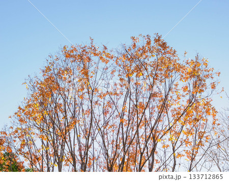 樹木が色づく芦屋市総合公園ミラタップパークの秋 133712865