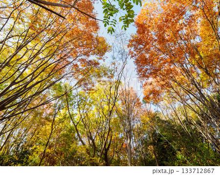 樹木が色づく芦屋市総合公園ミラタップパークの秋 樹木が色づく芦屋市総合公園ミラタップパークの秋 133712867