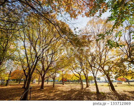 樹木が色づく芦屋市総合公園ミラタップパークの秋 樹木が色づく芦屋市総合公園ミラタップパークの秋 133712869