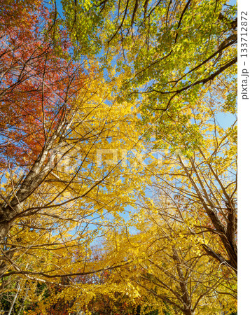 樹木が色づく芦屋市総合公園ミラタップパークの秋 133712872