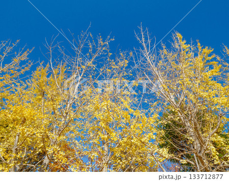樹木が色づく芦屋市総合公園ミラタップパークの秋 樹木が色づく芦屋市総合公園ミラタップパークの秋 133712877