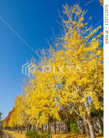 樹木が色づく芦屋市総合公園ミラタップパークの秋 樹木が色づく芦屋市総合公園ミラタップパークの秋 133712878