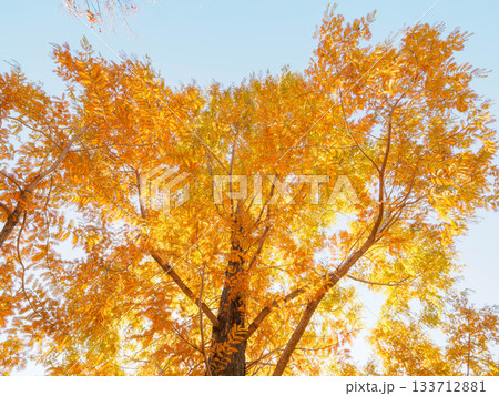 樹木が色づく芦屋市総合公園ミラタップパークの秋 樹木が色づく芦屋市総合公園ミラタップパークの秋 133712881
