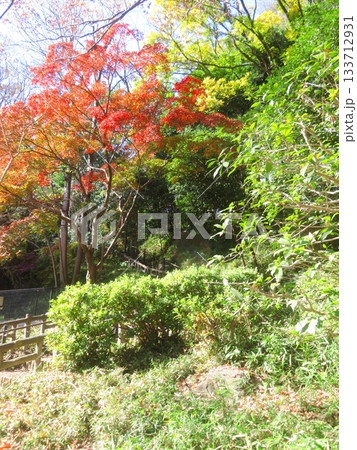 池上本門寺公園の紅葉 池上本門寺公園の紅葉 133712931