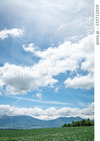 群馬・嬬恋村のキャベツ畑と雄大な夏空の広がる高原風景 群馬・嬬恋村のキャベツ畑と雄大な夏空の広がる高原風景 133712939