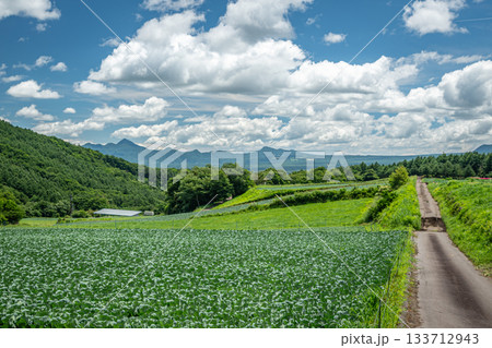 群馬・嬬恋村のキャベツ畑と夏空が広がる高原の農村風景 133712943