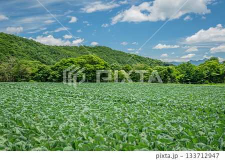 群馬・嬬恋村のキャベツ畑と青空広がる夏の高原風景 133712947