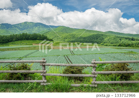 群馬・嬬恋村 愛妻の丘から望む夏の高原と広がる畑の風景 群馬・嬬恋村 愛妻の丘から望む夏の高原と広がる畑の風景 133712966