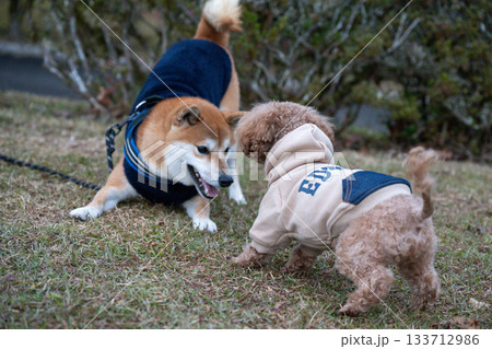 遊ぶ柴犬とトイプードル 133712986