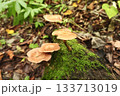 苔むした倒木に生える茶色キノコのクローズアップ 133713019