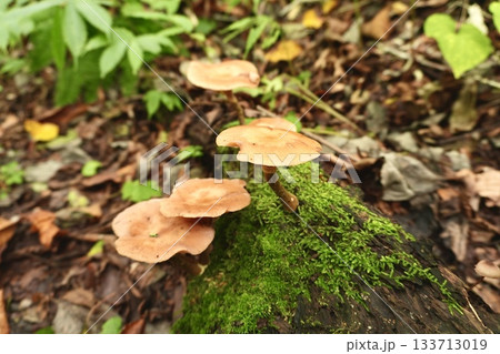 苔むした倒木に生える茶色キノコのクローズアップ 苔むした倒木に生える茶色キノコのクローズアップ 133713019