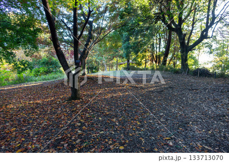 落ち葉の秋の公園の小道 - 静かな秋の森の小径 133713070