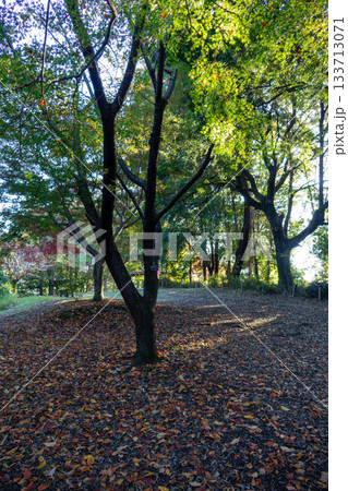 落ち葉の秋の公園の小道 - 静かな秋の森の小径 落ち葉の秋の公園の小道 - 静かな秋の森の小径 133713071