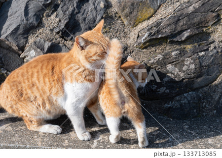 寄り添う猫の親子 133713085