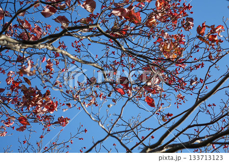 青空を背景にした赤いモミジの葉 - 鮮やかな紅葉クローズアップ 133713123