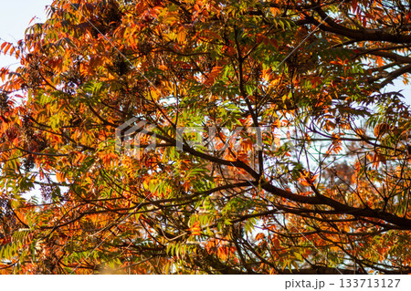 青空を背景にした赤いモミジの葉 - 鮮やかな紅葉クローズアップ 青空を背景にした赤いモミジの葉 - 鮮やかな紅葉クローズアップ 133713127