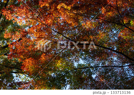 青空を背景にした赤いモミジの葉 - 鮮やかな紅葉クローズアップ 青空を背景にした赤いモミジの葉 - 鮮やかな紅葉クローズアップ 133713136