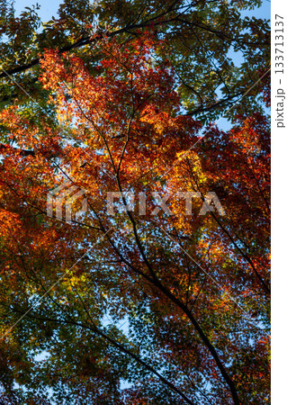 青空を背景にした赤いモミジの葉 - 鮮やかな紅葉クローズアップ 青空を背景にした赤いモミジの葉 - 鮮やかな紅葉クローズアップ 133713137