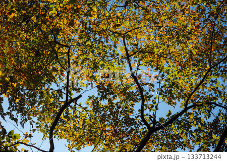 カラフルな秋の木々 - 赤黄緑の葉が混ざる紅葉 カラフルな秋の木々 - 赤黄緑の葉が混ざる紅葉 133713244